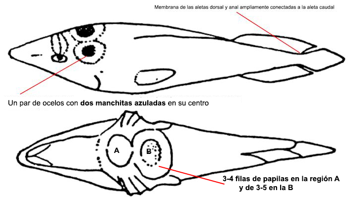 Lepadogaster lepadogaster_01.jpg